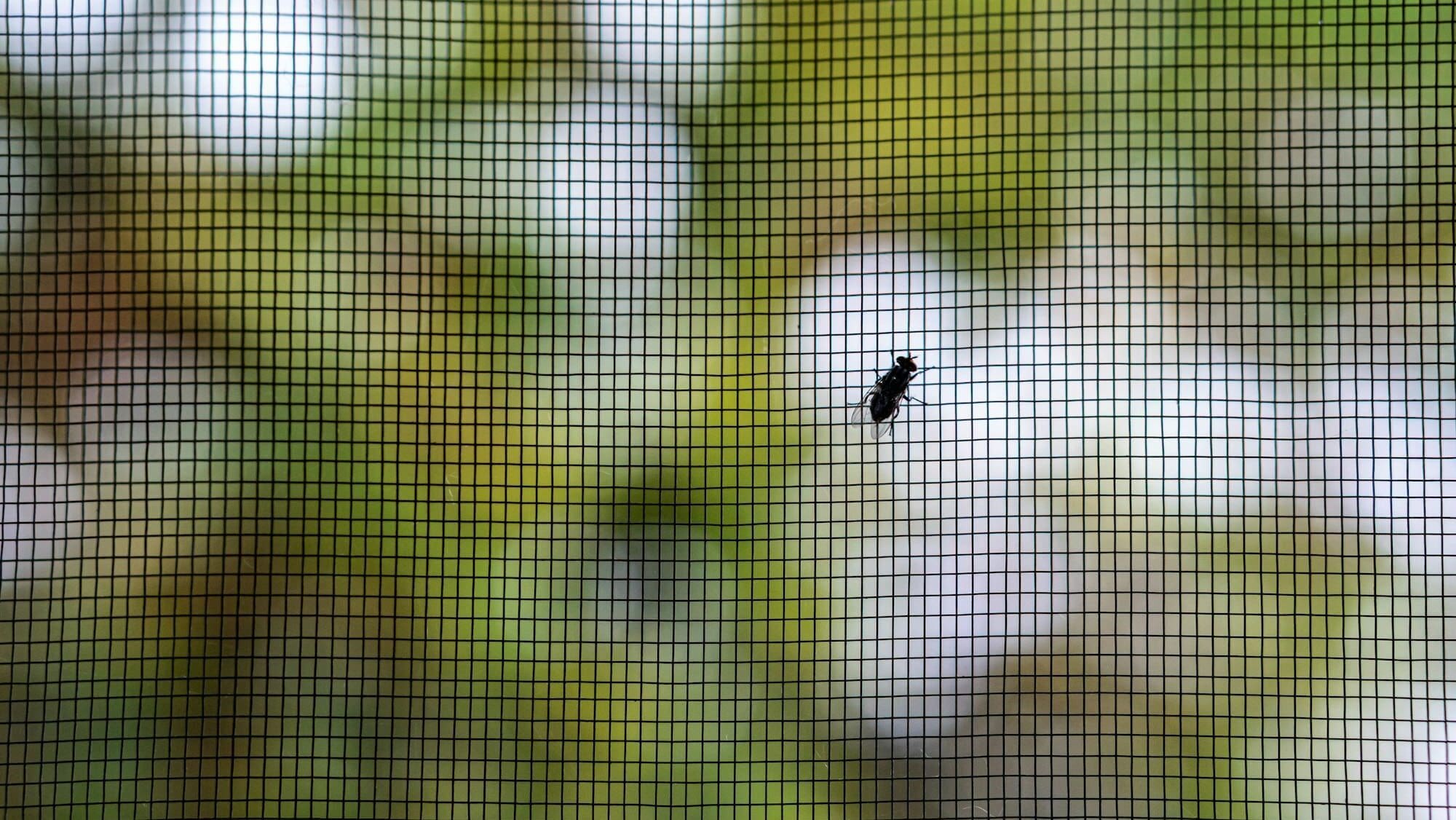 Closeup of a fly on the mesh patterned protective window screen